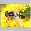 Helophilus trivittatus - Grosse Sumpfschwebfliege 01.jpg